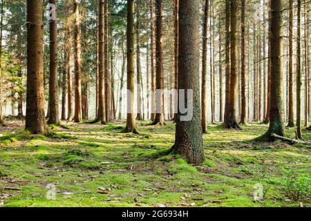 Fresh and green moss carpet in the forest Stock Photo