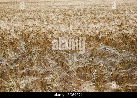 Closeup of isolated golden ripe wheat field in summer Stock Photo