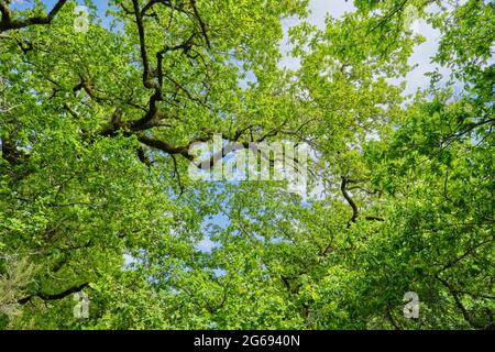 Fresh green springtime oak trees deciduous foliage in springtime Stock Photo