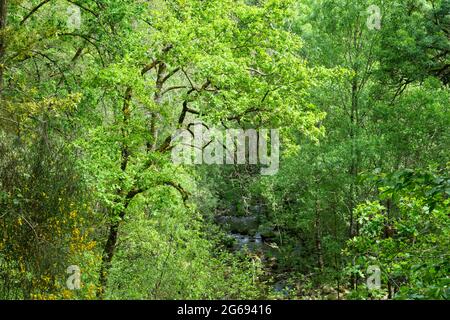 Fresh green springtime landscape in deciduous woodland Stock Photo