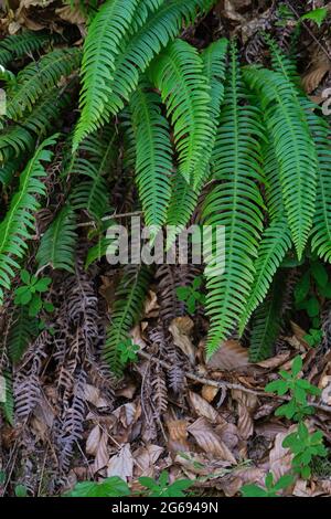 Hard fern fresh green fronds growing in a shady and humid woodland Stock Photo