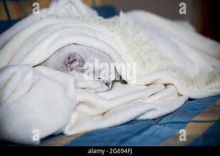 adult cat breed Scottish chinchilla with straight ears, sleeps Stock Photo