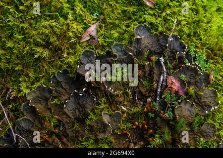 Peltigeria canina, dog lichens growing on the green forest moss Stock Photo