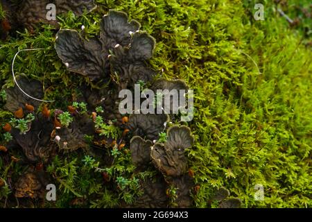 Peltigera canina, dog lichens growing on the green forest moss Stock Photo