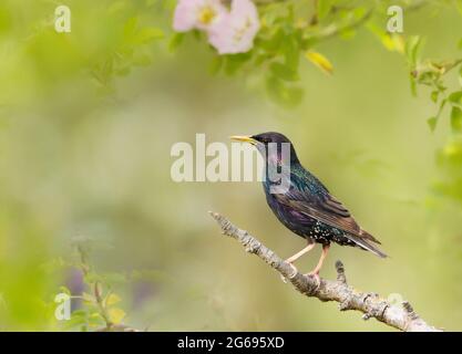 Close up of a Common starling (Sturnus vulgaris) perched on a branch in summer, UK. Stock Photo