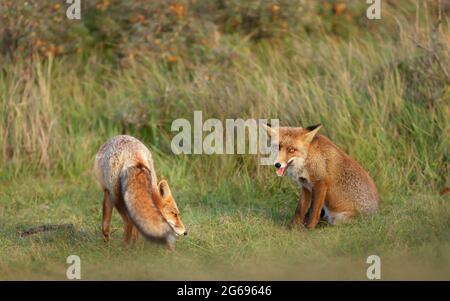 Close up of two playful Red fox cubs (Vulpes vulpes) in the field of grass. Stock Photo