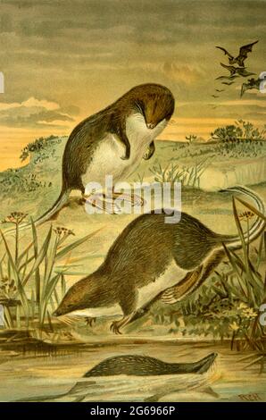 Tenrec, vintage illustration from 1893 Stock Photo - Alamy