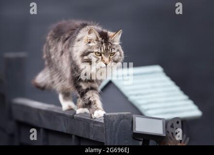Close up of a grey cat walking on a fence. Stock Photo