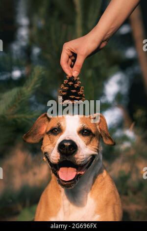 Happy dog sits in the forest, human hand holding a pine cone above it's head. Trekking, walking with pets in the forest, adventure dog, conceptual ima Stock Photo