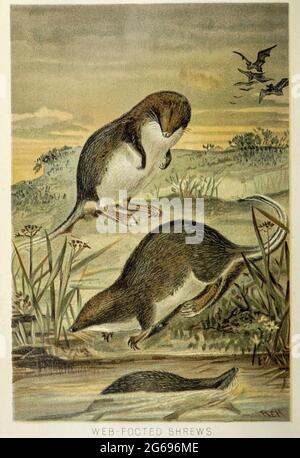 Tenrec, vintage illustration from 1893 Stock Photo - Alamy