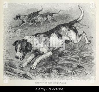 foxhounds in full cry Stock Photo - Alamy