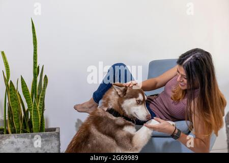 Young woman with fluffy red Siberian Husky smiling and touching hair while sitting in a blue chair near to snake plants Stock Photo