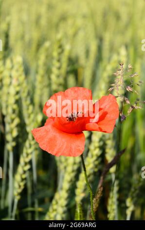 Wheat field (Triticum aestivum) and red poppy flower (Papaver somniferum) during summertime in Germany, Europe Stock Photo