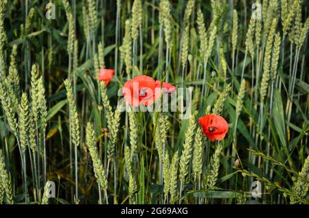 Wheat field (Triticum aestivum) and red poppy flowers (Papaver somniferum) during summertime in Germany, Europe Stock Photo