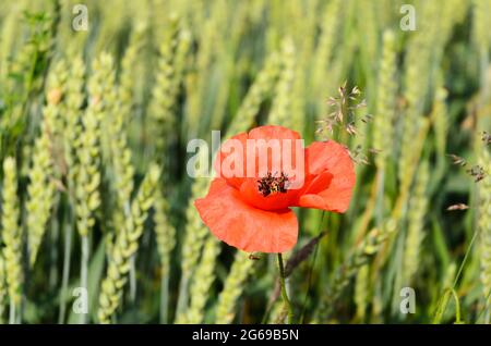 Wheat field (Triticum aestivum) and red poppy flower (Papaver somniferum) during summertime in Germany, Europe Stock Photo