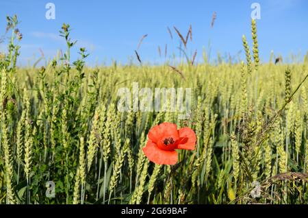 Wheat field (Triticum aestivum) and red poppy flower (Papaver somniferum) during summertime in Germany, Europe Stock Photo