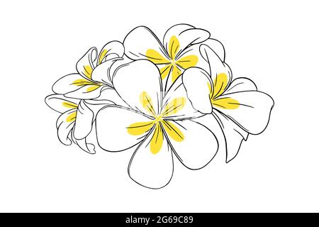 Frangipani or plumeria tropical flower for leis. Frangipani with yellow petals isolated in white background. Outline vector illustration Stock Vector