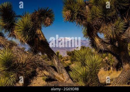 Snow Covered Onyx Peak Through Joshua Tree Branches in California desert Stock Photo