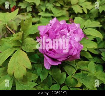 one isolated purple peony blossoms in the middle of green leaves Stock Photo