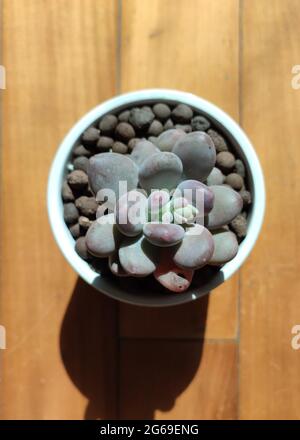 one isolated pink succulent plant on the floor in sunny morning Stock Photo