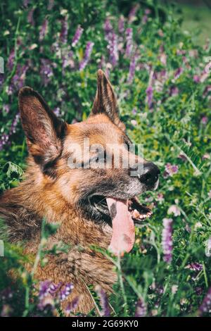 Alsatian Wolf Dog Sitting In Green Summer Meadow Grass With Purple Blooming Flowers. Brown German Shepherd Dog Close Up Portrait Stock Photo