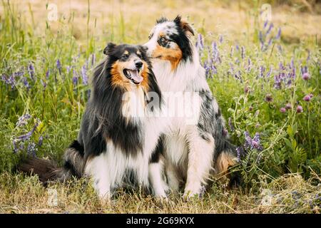 Australian Shepherd Dog And Tricolor Rough Collie, Funny Scottish Collie, Long-haired Collie, English Collie, Lassie Dog Sitting In Green Grass With Stock Photo