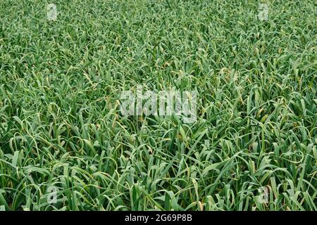 Green onions field, extensive farming Stock Photo