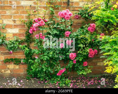 Pink climbing roses in a walled garden Stock Photo