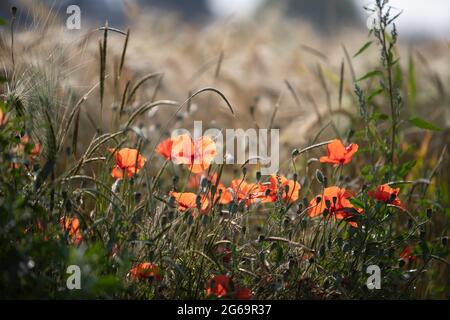 Poppy blossoms in a wheat field Stock Photo