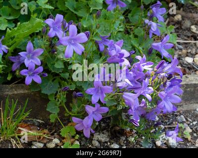 Campanula garganica ' Mrs Resholt ' the Adriatic Bellflower flourishing ...