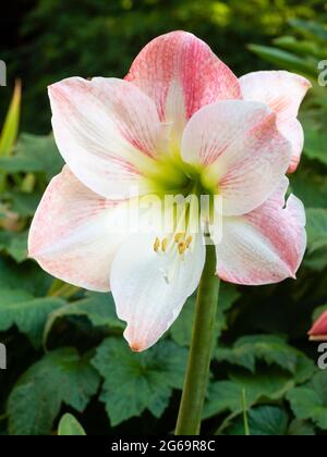 White and pink flower of Hippeastrum 'Apple Blossom' (amaryllis) blooming as a summer visitor outside in June in a Plymouth, UK garden Stock Photo