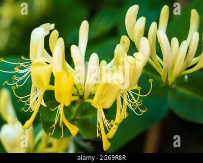 Cream and yellow flowers of the heavily scented climbing honeysuckle, Lonicera periclymenum 'Scentsation' Stock Photo