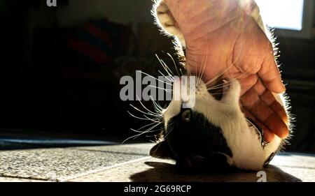 black and white cat biting a human hand Stock Photo