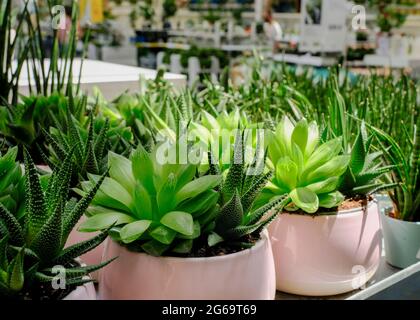 Many different cacti in flowerpots mix selling in flowers store. Garden center with lot potted small cactus plants sale on flower market. Various succ Stock Photo