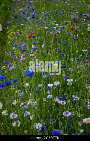 Poppies Beautiful Flowering Meadow Of Poppies In The Rays Of The 