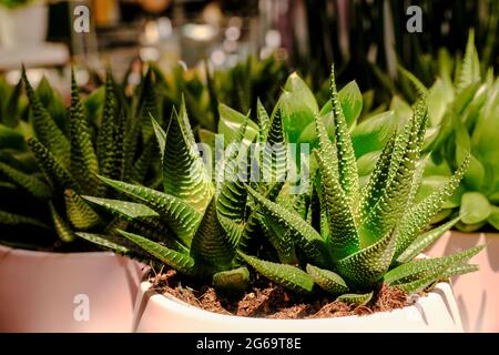 Many different cacti in flowerpots mix selling in flowers store. Garden center with lot potted small cactus plants sale on flower market. Various succ Stock Photo