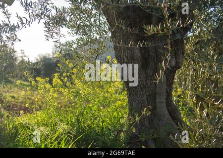 Old olive tree in springtime field with yellow blooming flowers Stock Photo