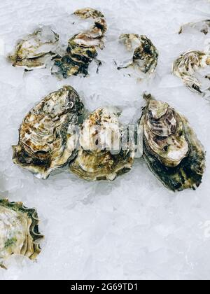 Fresh oysters on the counter in the store. Stock Photo