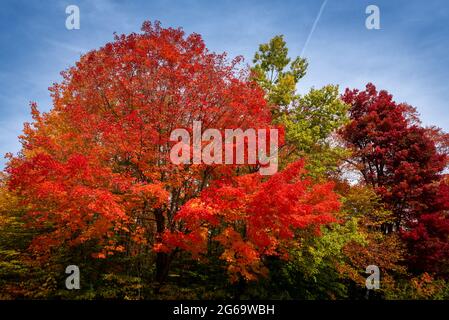 Different colors from trees found in new england Stock Photo