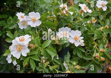 Dog-rose in full bloom. White flowers of Dog-rose. Stock Photo