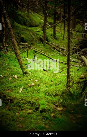 Green moss under pine trees Stock Photo