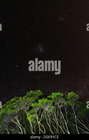 Starry night above the jungle of Great Barrier Island, New Zealand Stock Photo