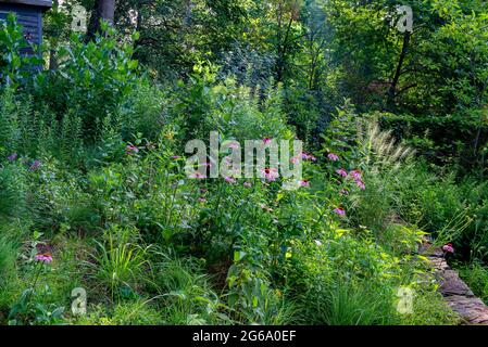 Backyard Wildflower Patch