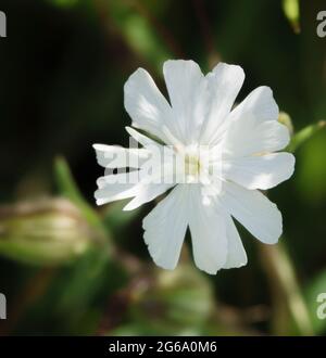 a beautiful white campion flower (Silene latifolia) in full summer bloom Stock Photo