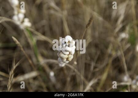 Dried snails on wheat branch, nature and animals Stock Photo