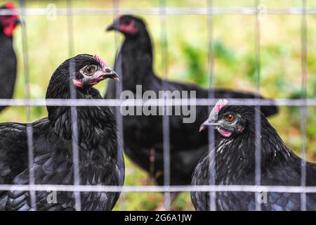 Black French Marans chickens and Jersey Giant chickens  (Gallus domesticus) stand in profile in their backyard chicken pen. Stock Photo