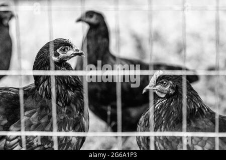 Black French Marans chickens and Jersey Giant chickens  (Gallus domesticus) stand in profile in their backyard chicken pen. Stock Photo