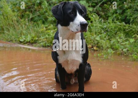 Dog runs through puddles and leaves paw prints in the mud Stock Photo