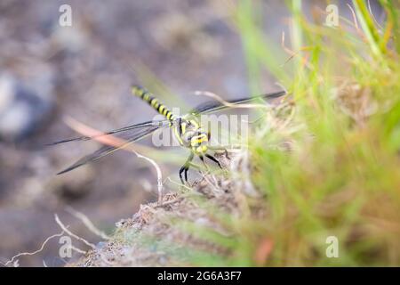 Golden Ringed Dragonfly - taken while walking the Northumberland stretch of the Pennine Way on a sunny day in June Stock Photo