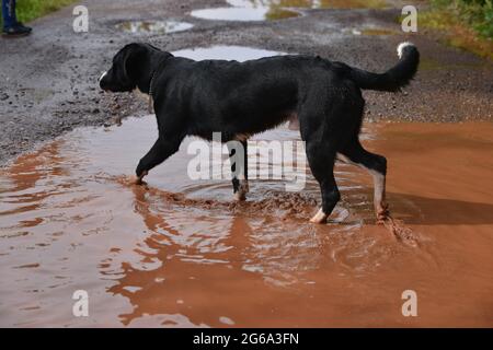 Dog digs in the puddle and pulls out a stone Stock Photo